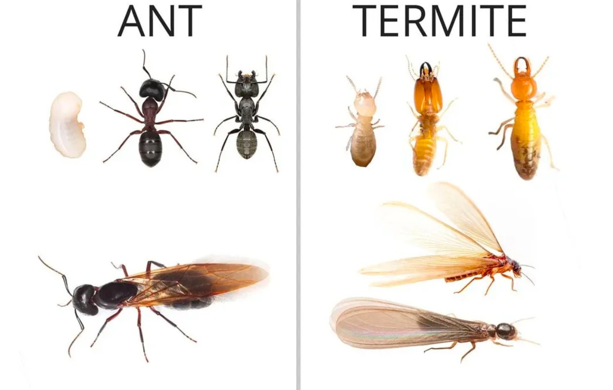 Ant Swarmers VS. Termite Swarmers: What's the Difference?