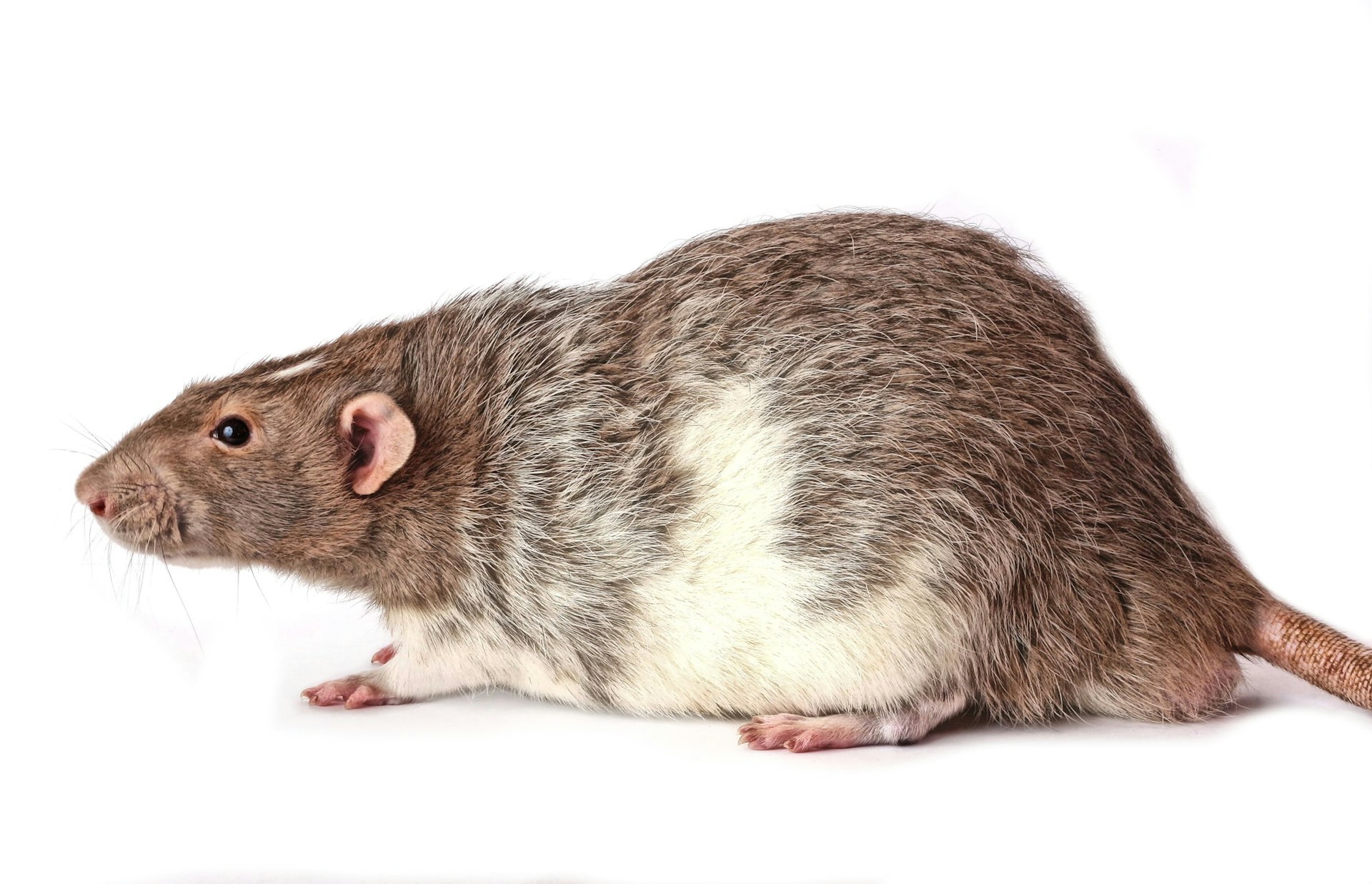 Top 5 Signs of a Rodent Infestation and How to Handle It