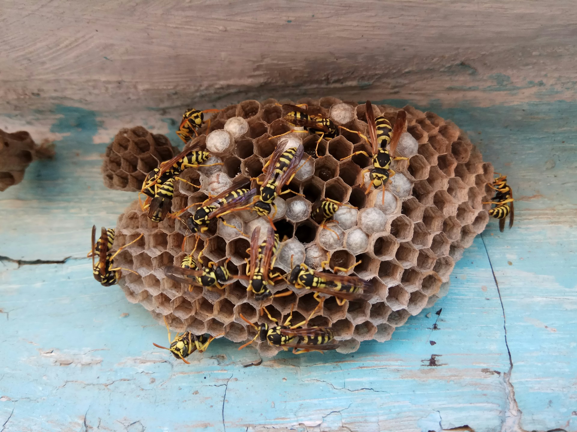 Spotlight on Stinging Insects: What to Do if You Find a Nest